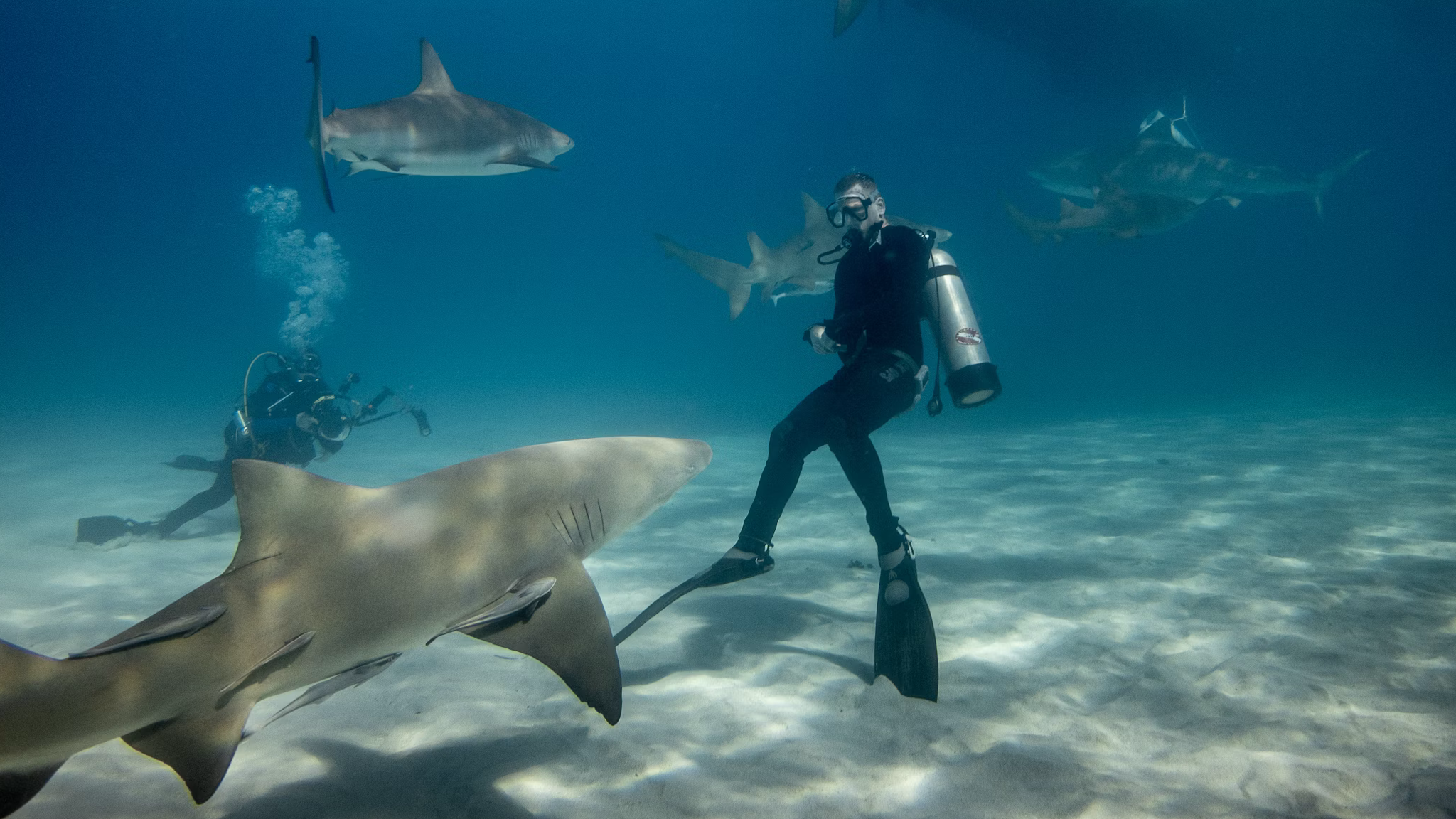The 10 Best Places To Dive With Manta Rays And Sharks SUPREMARINE The 10 Best Places To Dive With Manta Rays And Sharks SUPREMARINE
