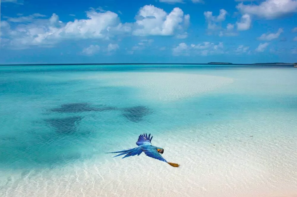 Experience Ultimate Luxury and Privacy at David Copperfields Musha Cay 5