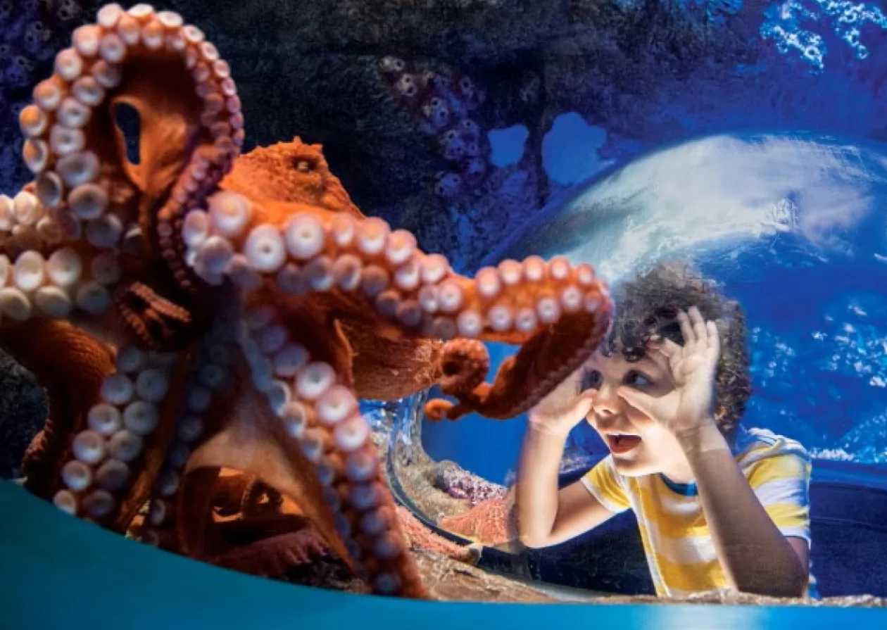 Sea World Yas Island Abu Dhabi A Marine Life Theme Park Like No Other 3