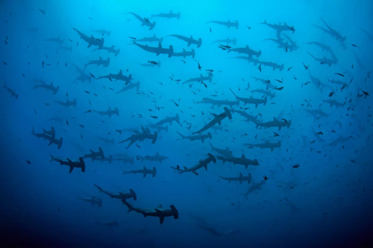 Cocos Island 2