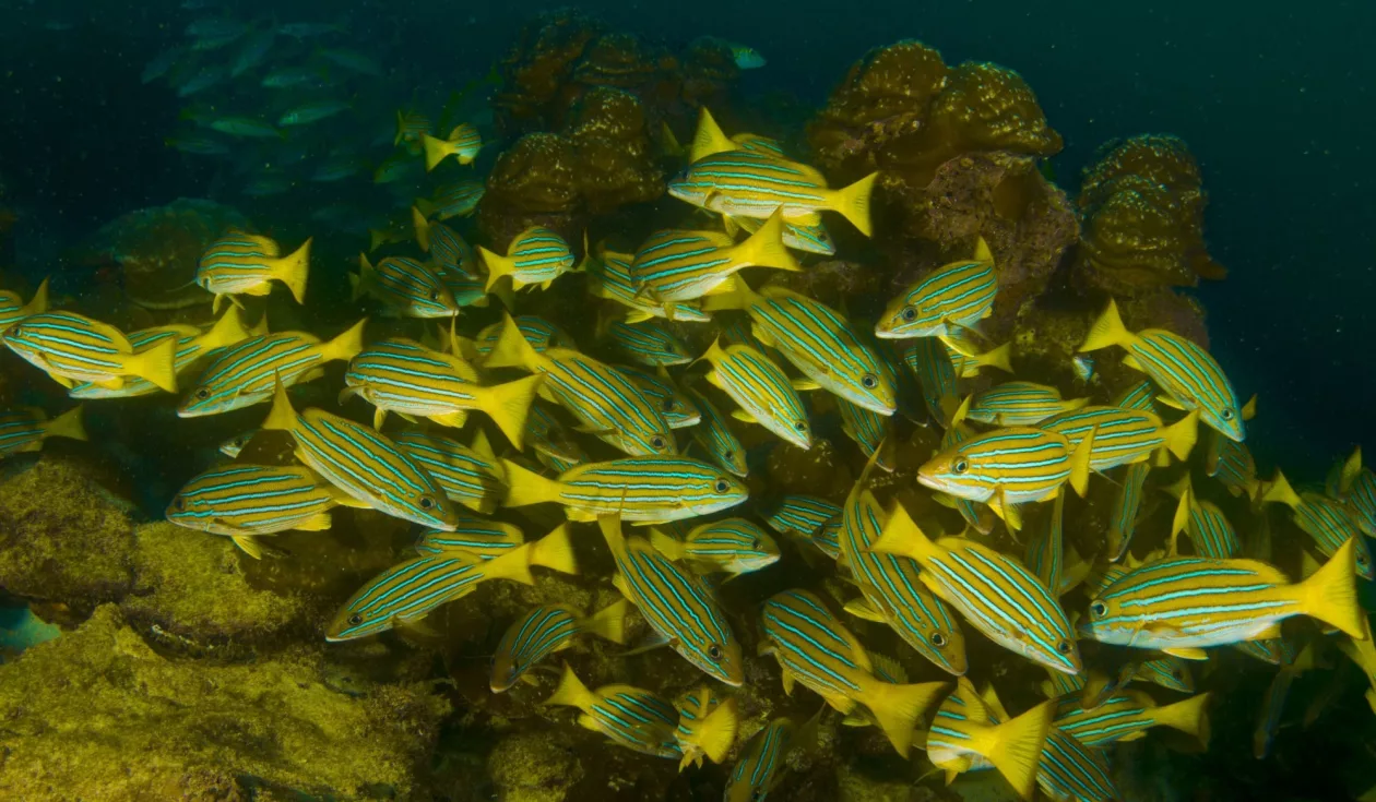 Cocos Island 3