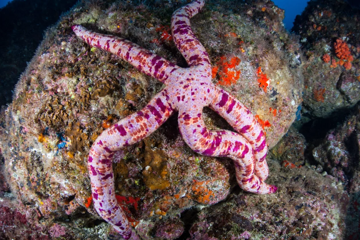 Cocos Island 5