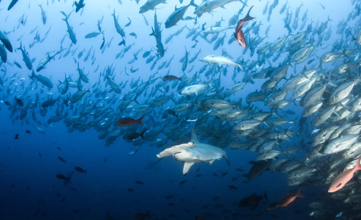 Cocos Island 7