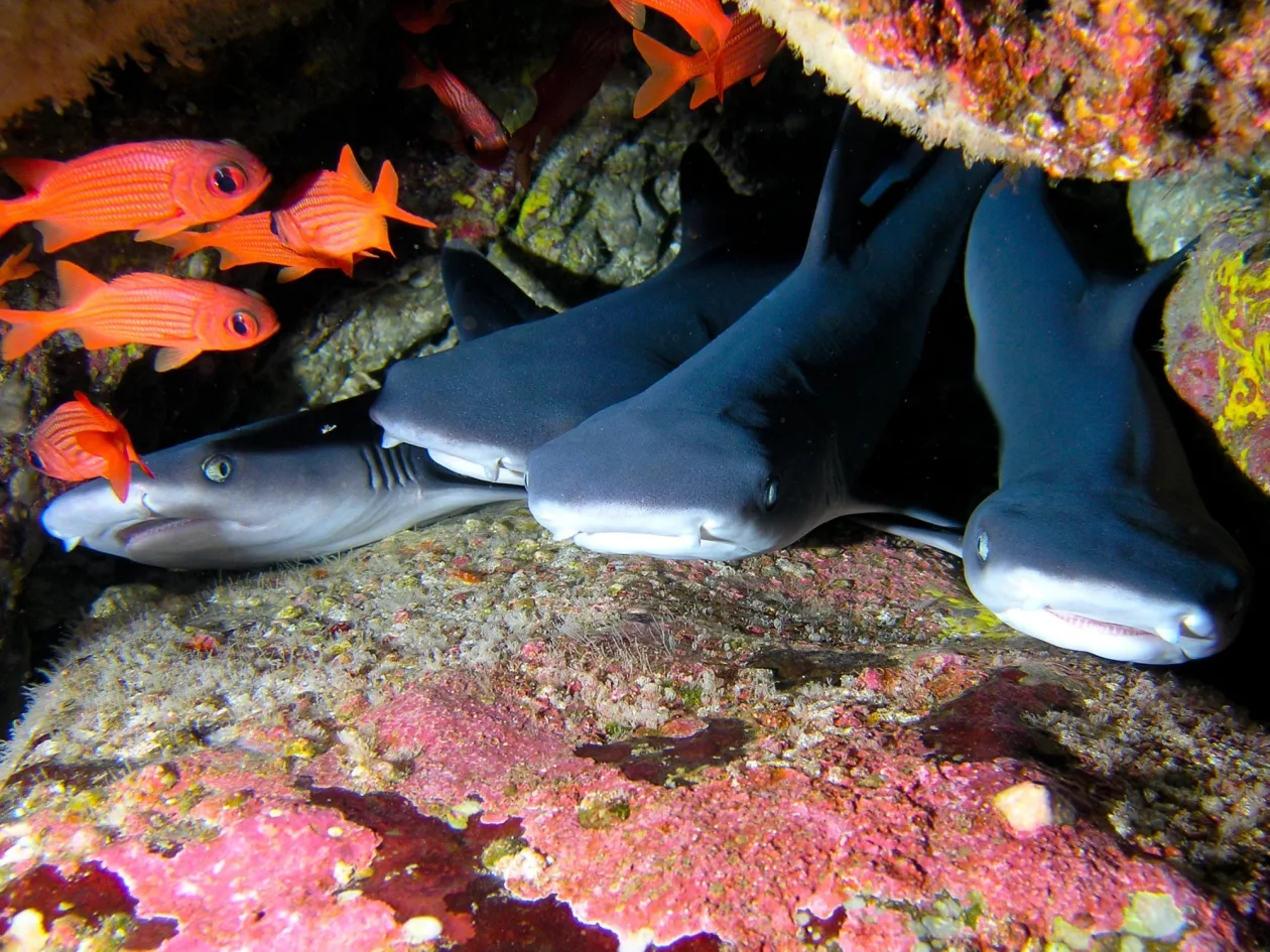 Cocos Island 8
