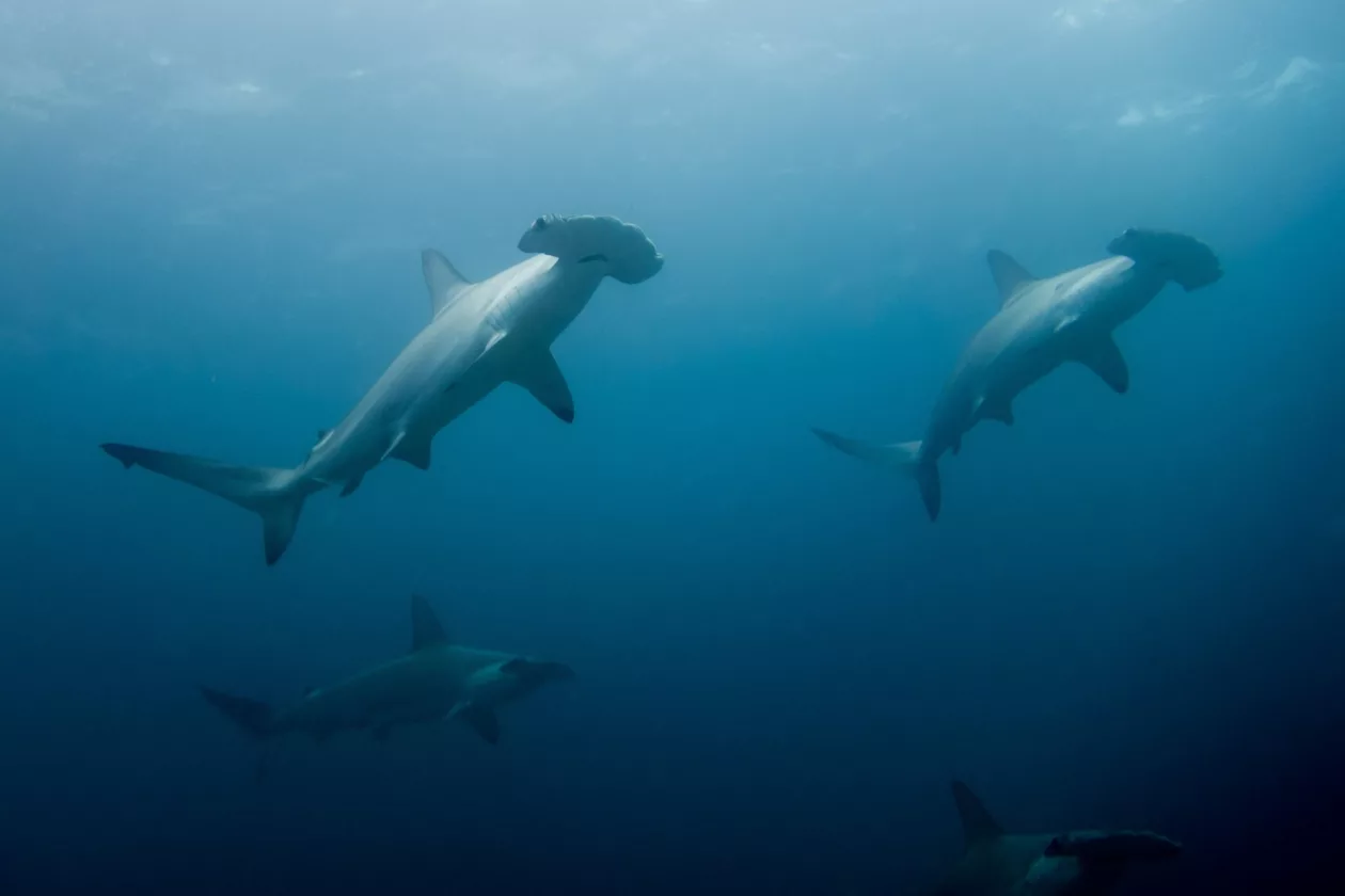 Cocos Island 9