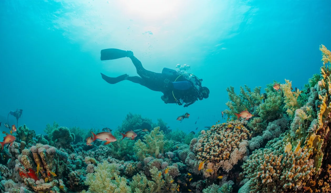 Above and below the water