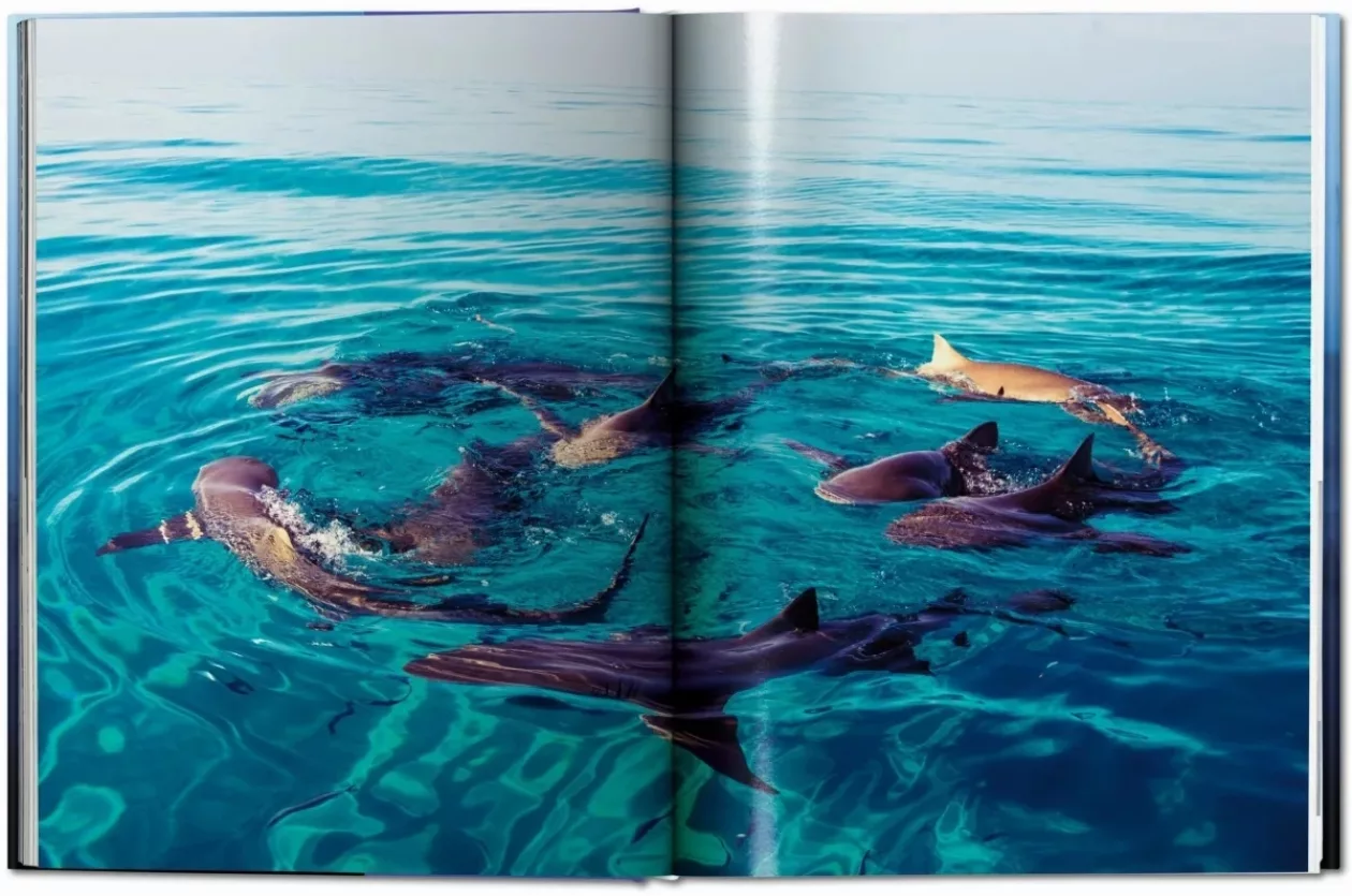 Shark5