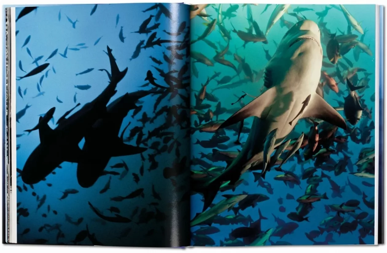 Shark4