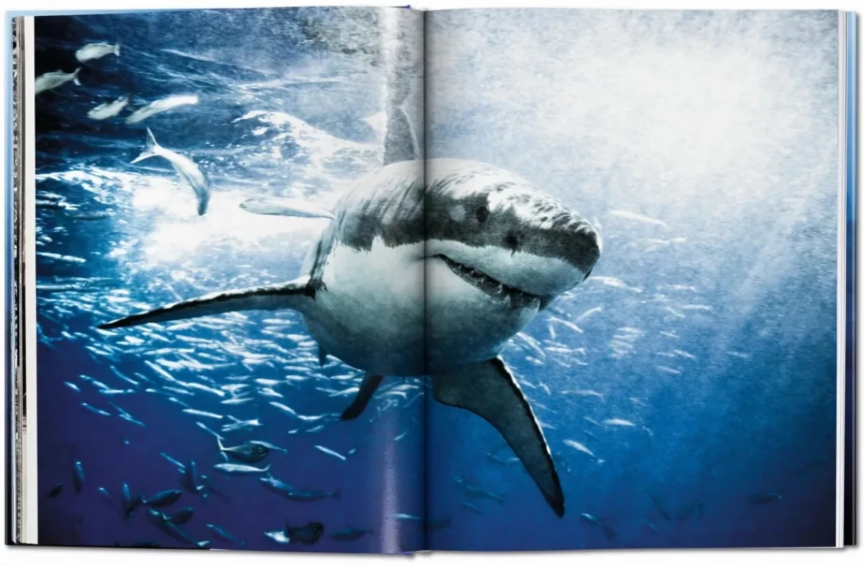 Shark3