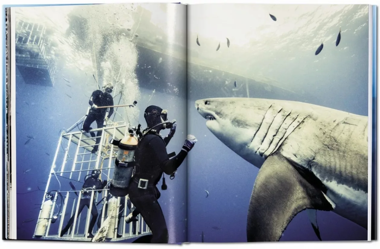 Shark2