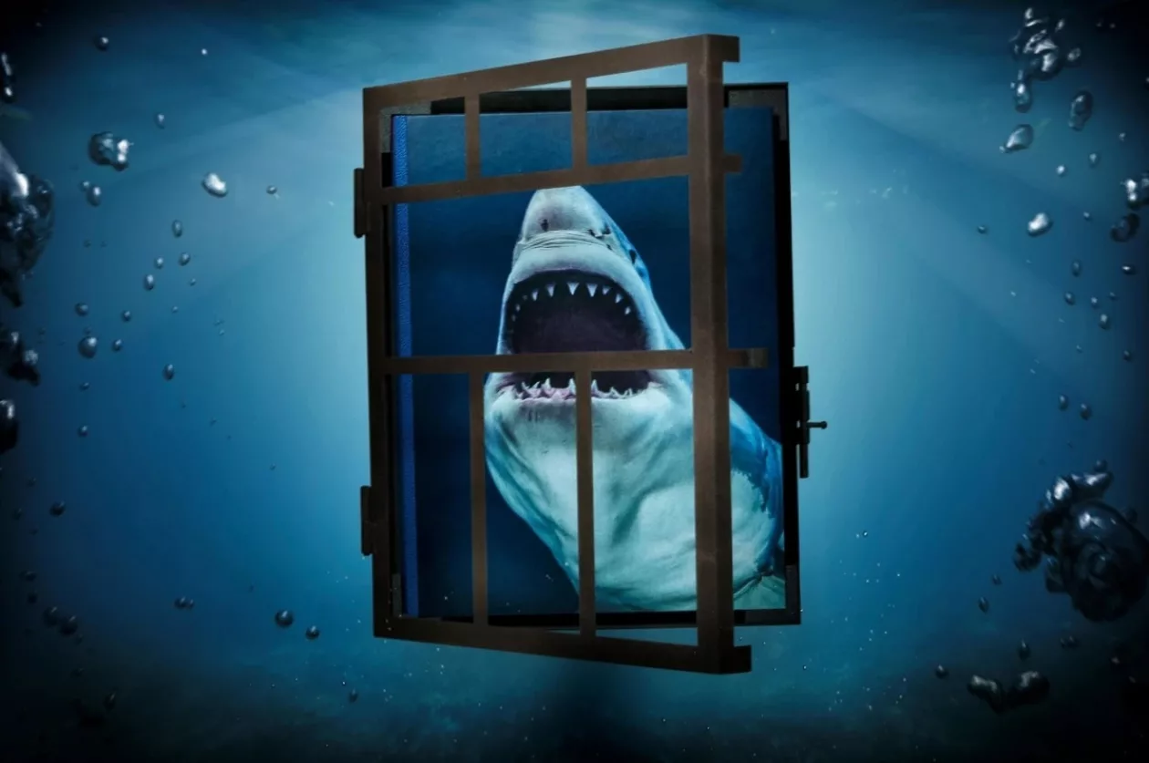 Shark2