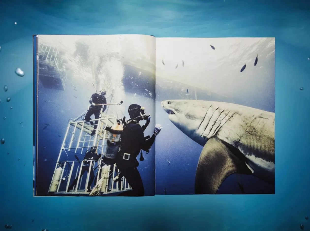 Shark4