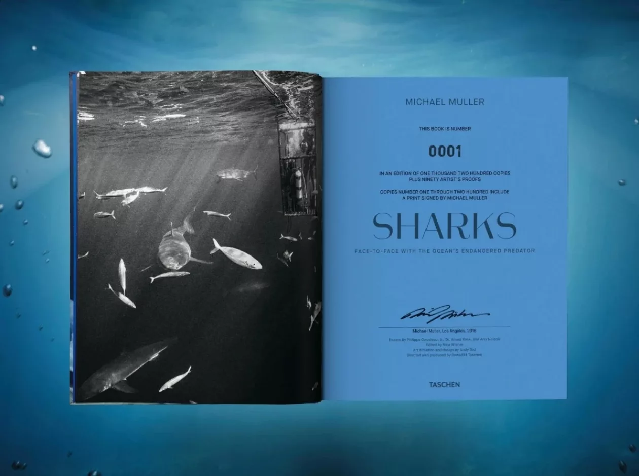 Shark3