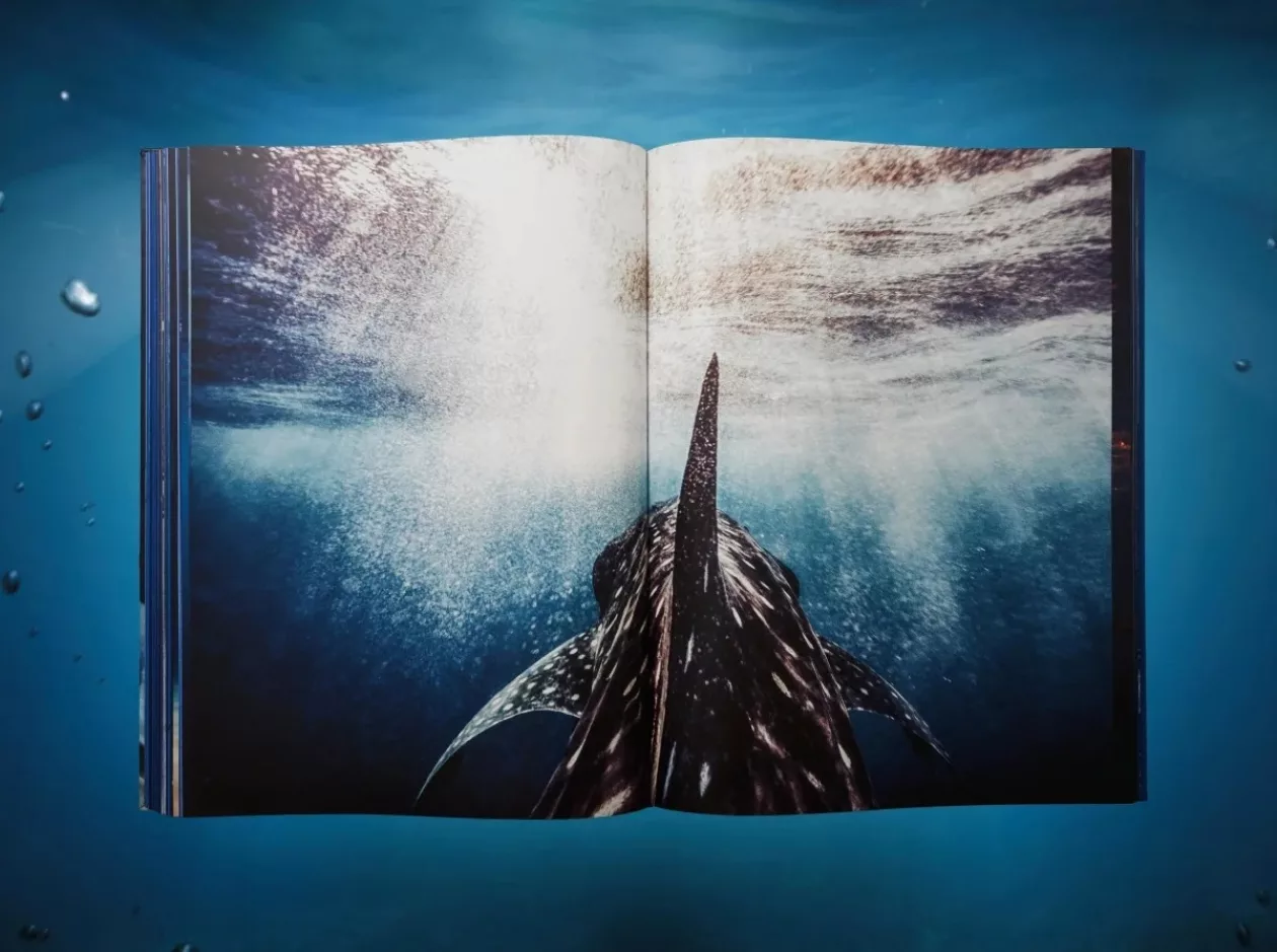 Shark1 1