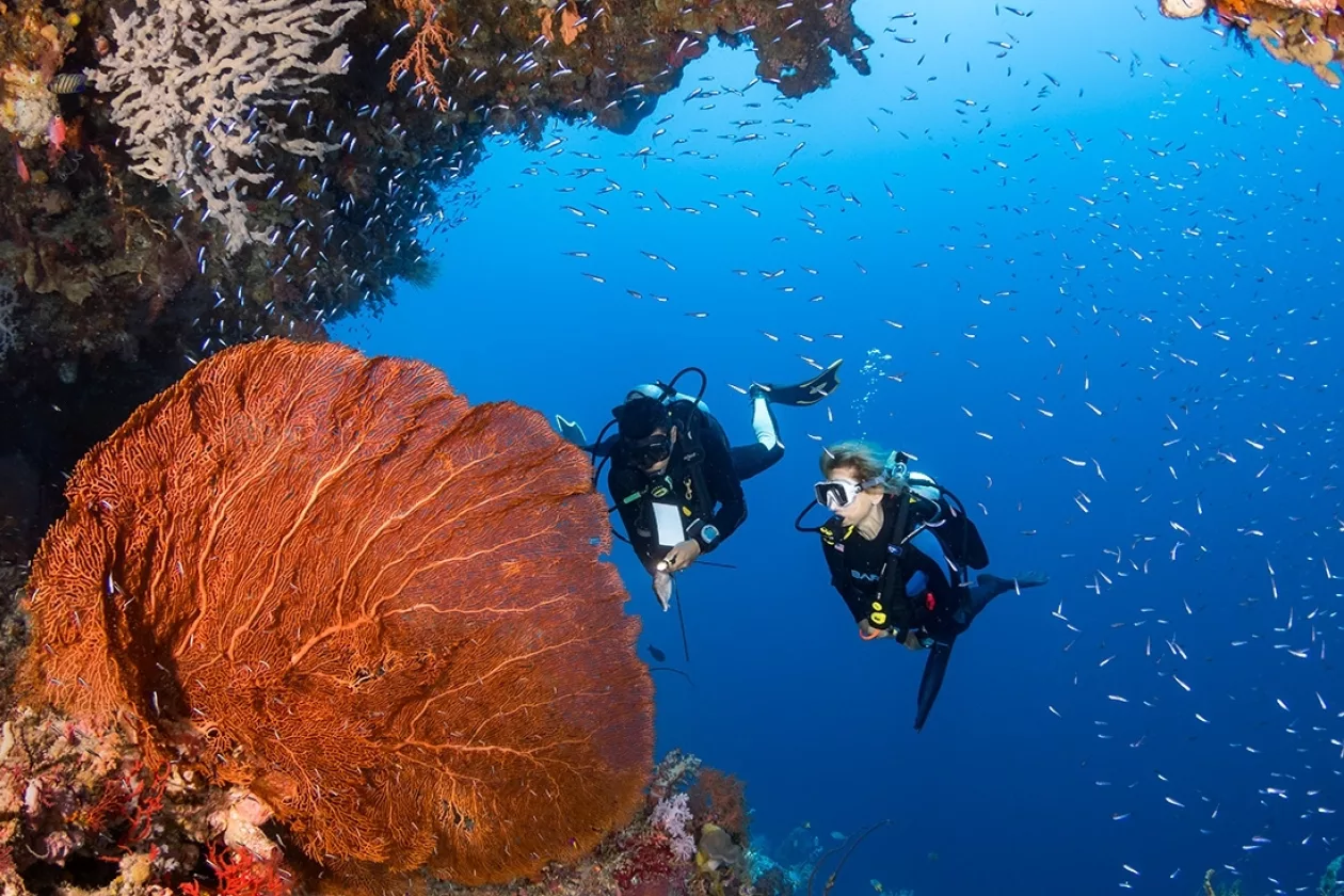 Five Star Dive Services Wakatobi