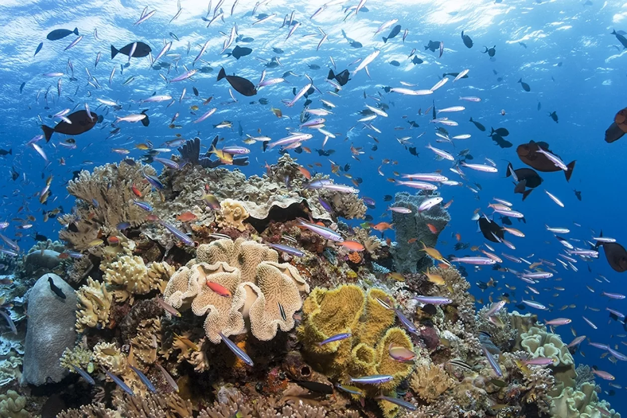 Wakatobi reef mind blowing