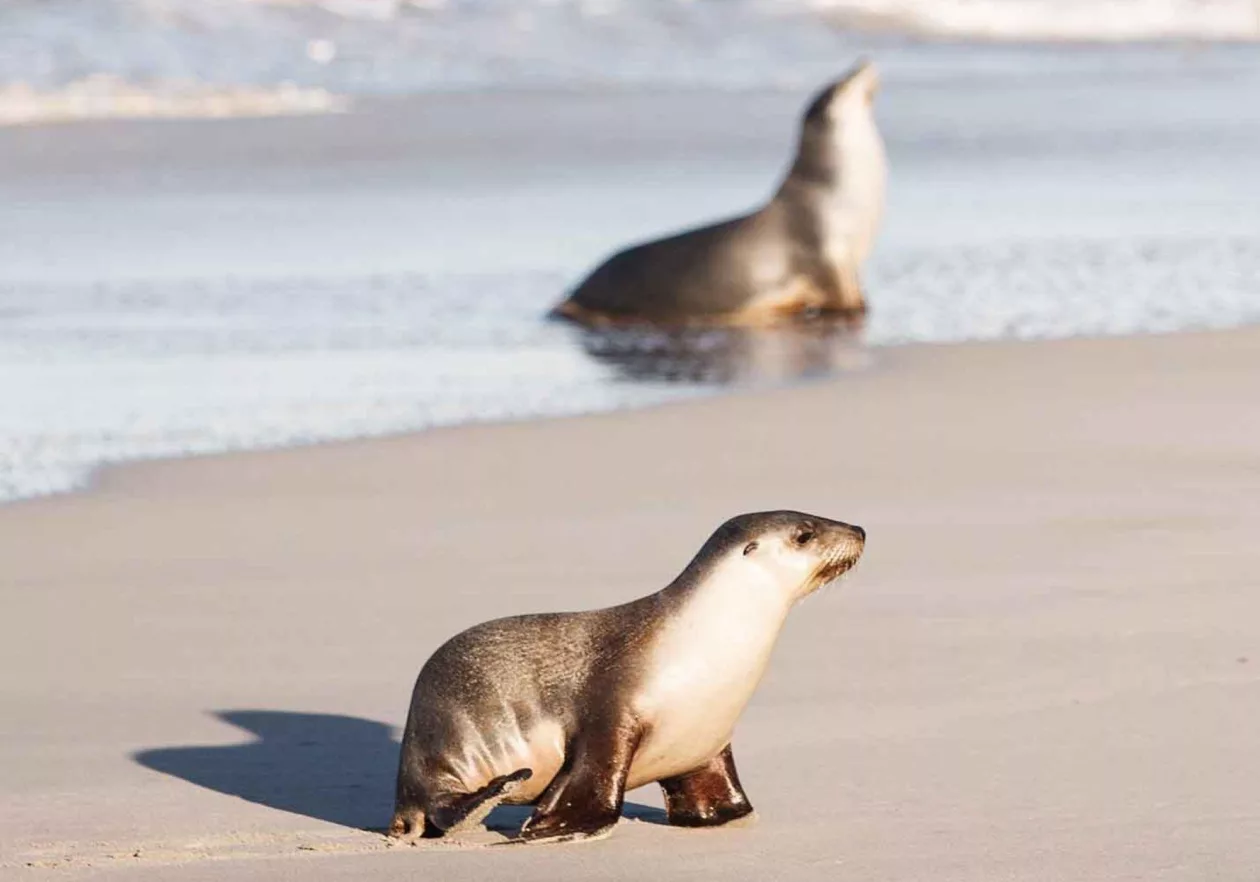 Southern Ocean Lodge 25