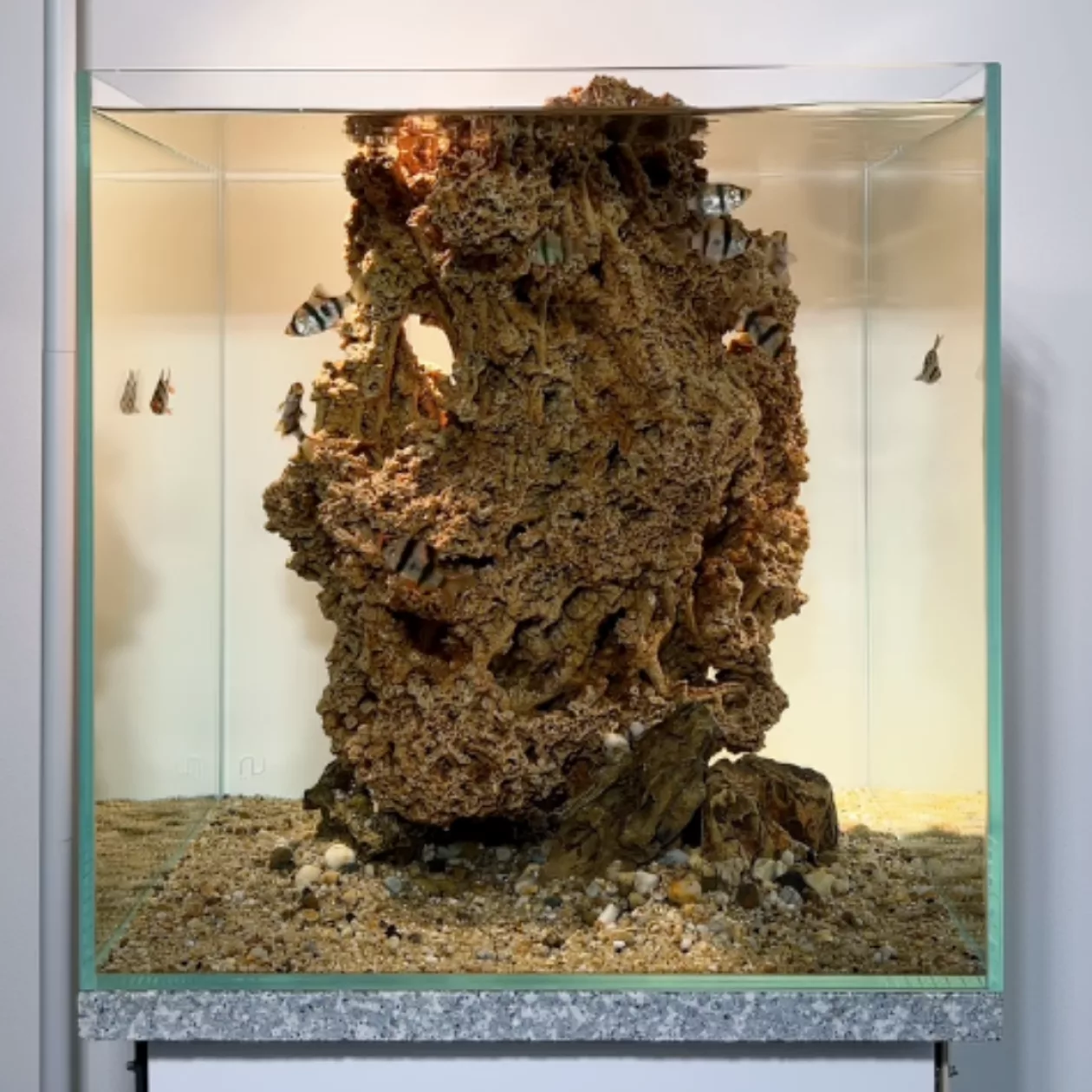 Born Wet Aquarium Sculptures 003
