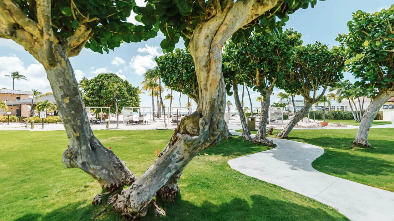 Tranquil Escape at Bucuti Tara Beach Resort Aruba 04