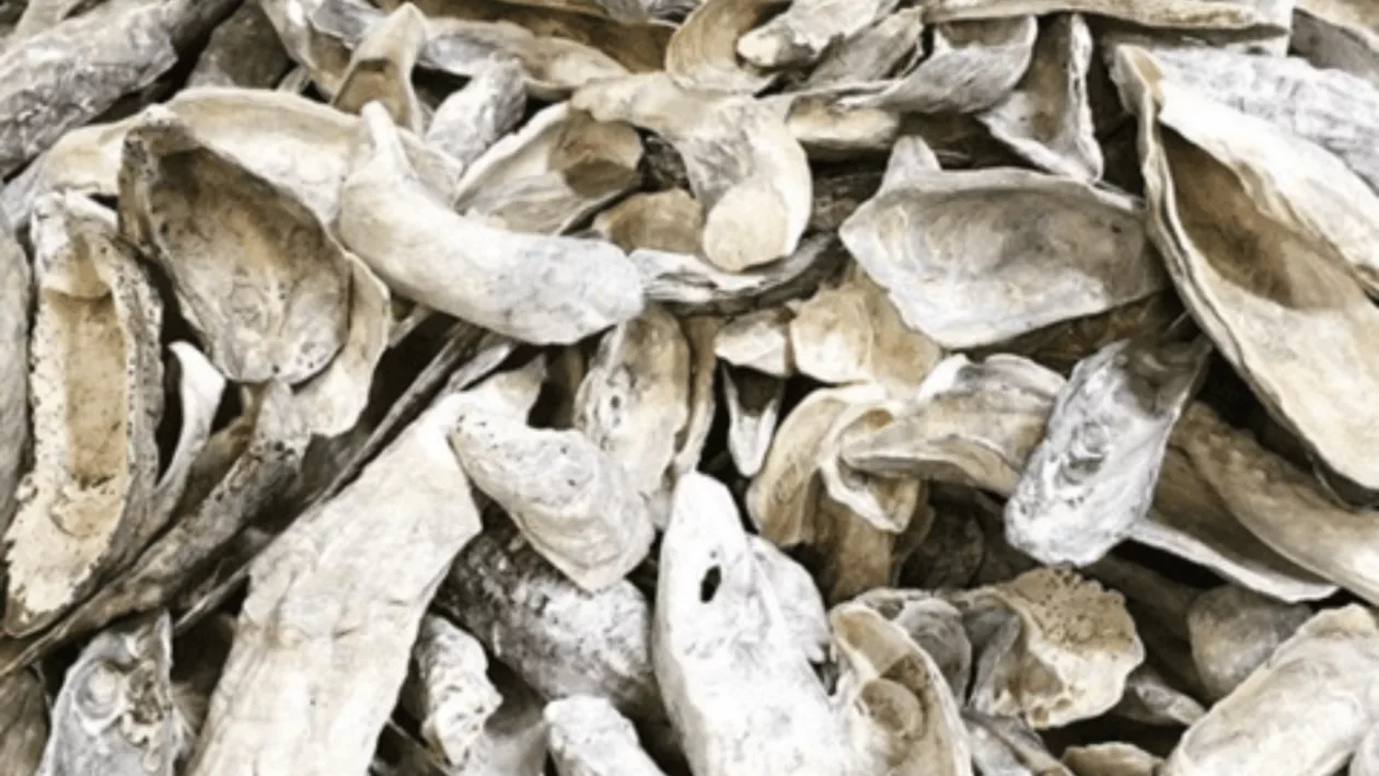 02 WASSAU SHELL DRUM PENDANT