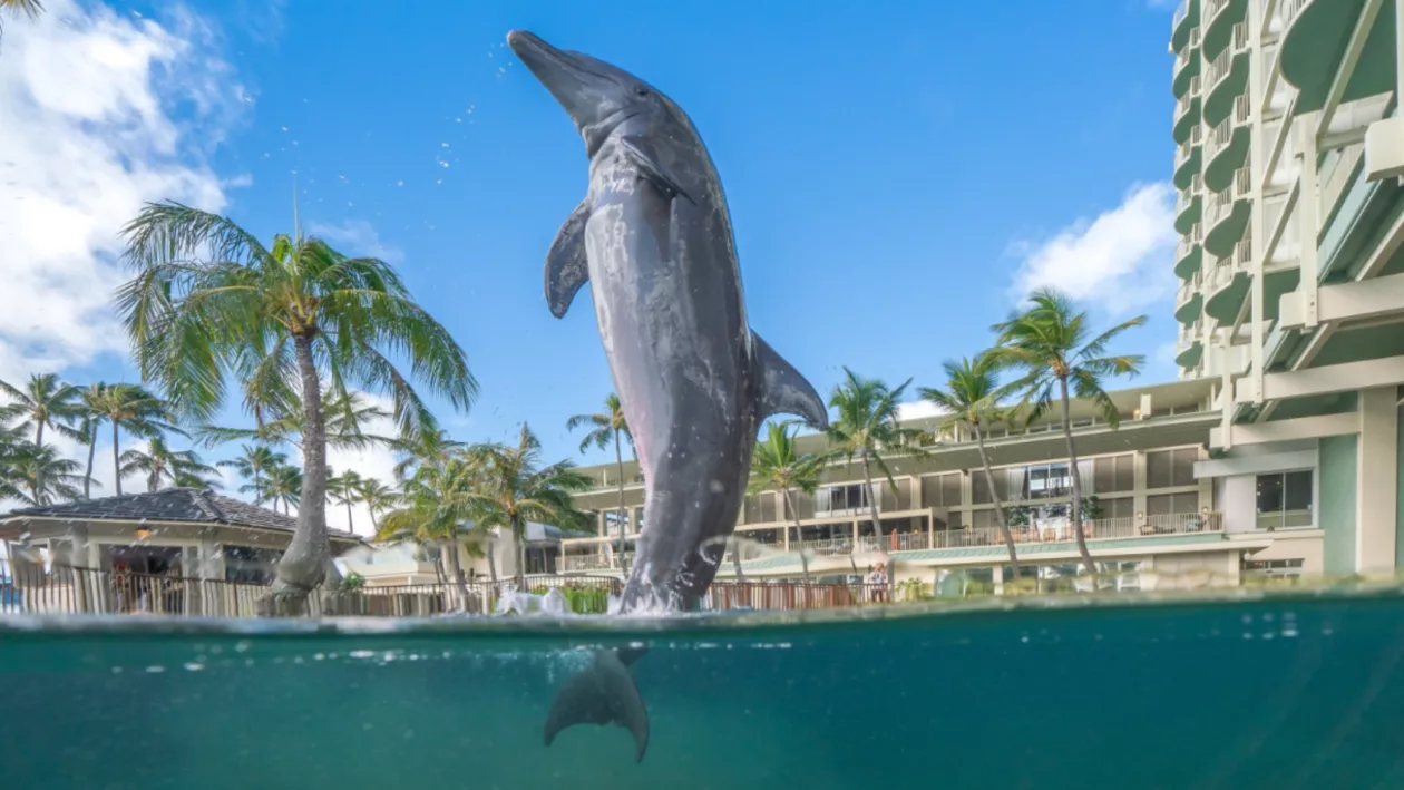 1 THE KAHALA HOTEL RESORT