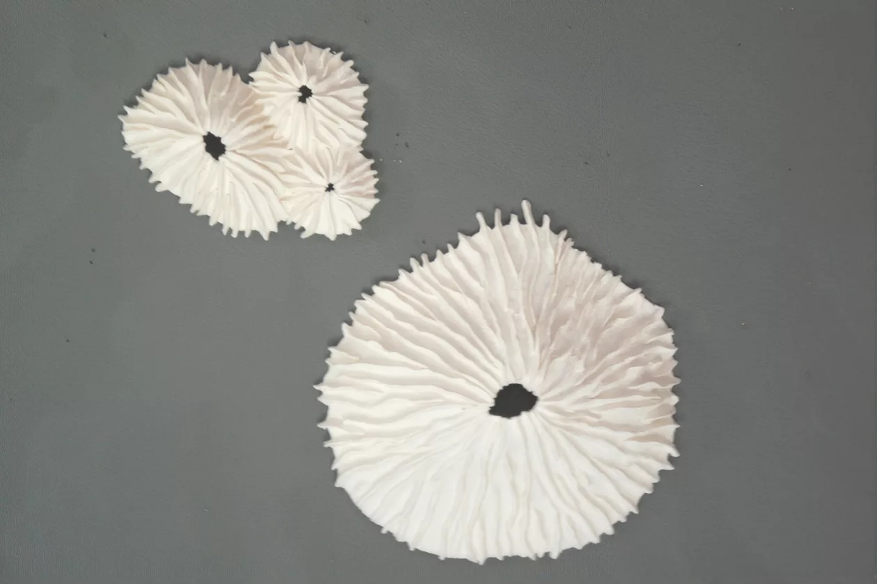 10 Limpet Wall Sculpture Set