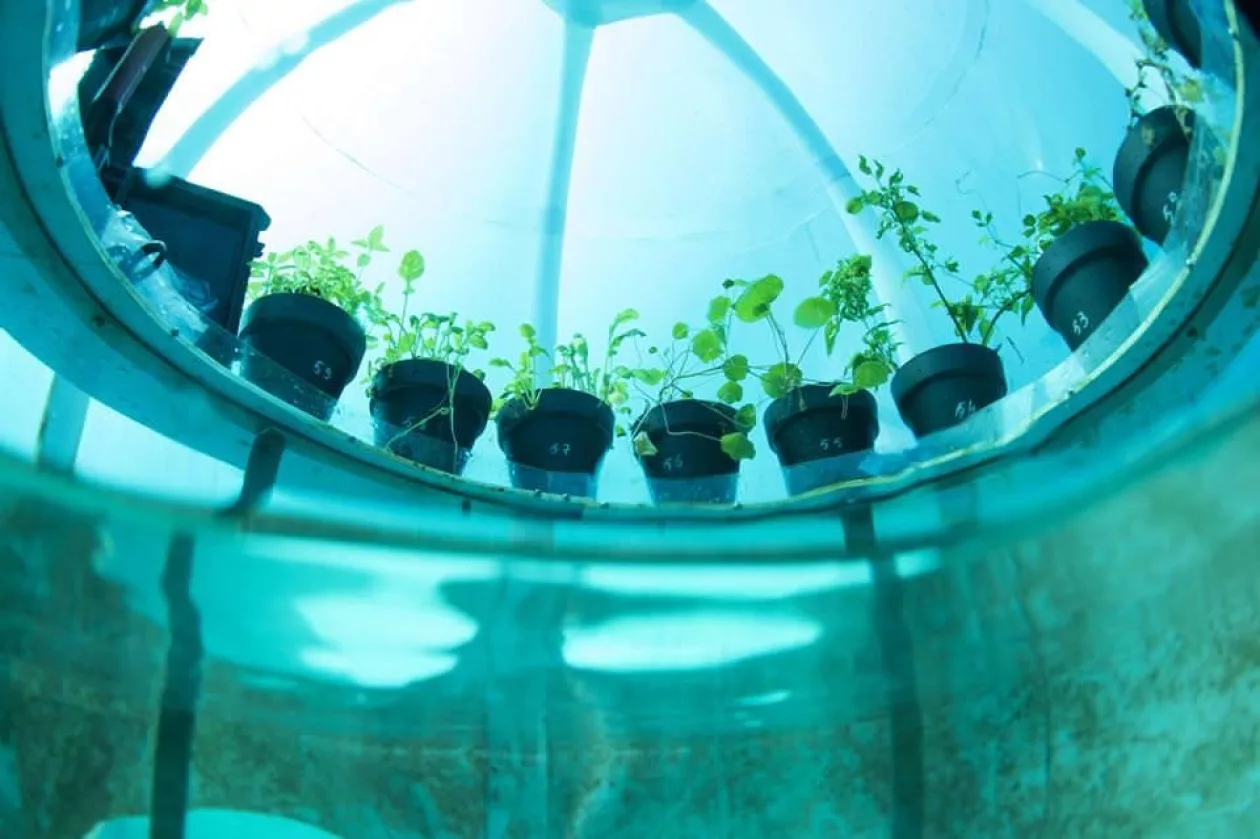 Nemos garden03