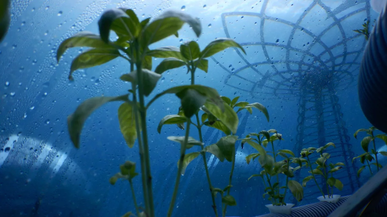 Nemos garden04