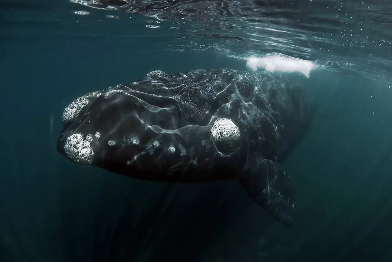 Whale1