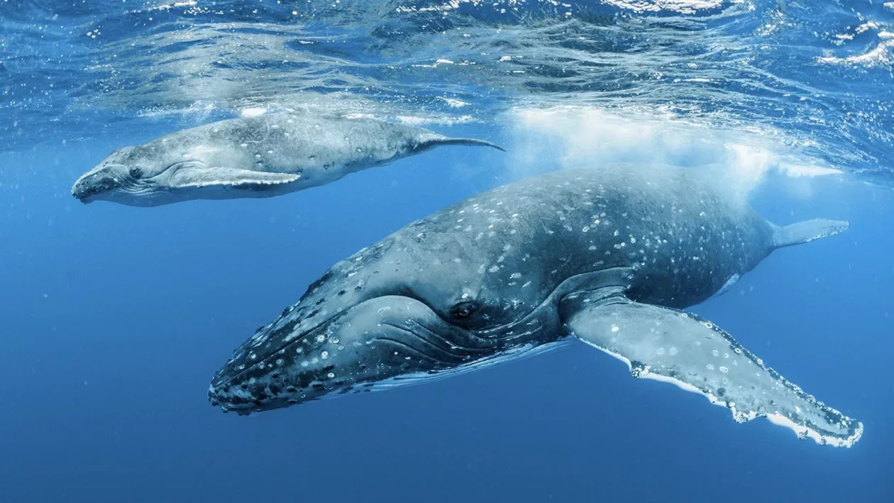Whale2