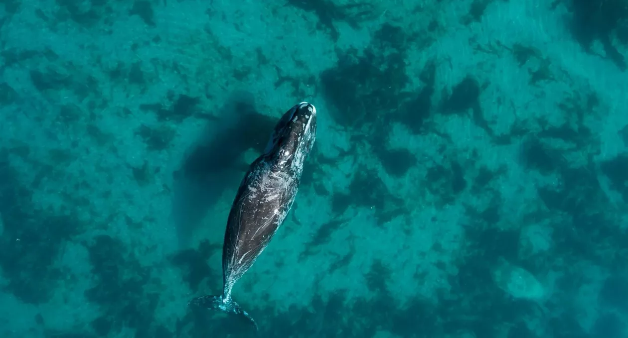Whale3