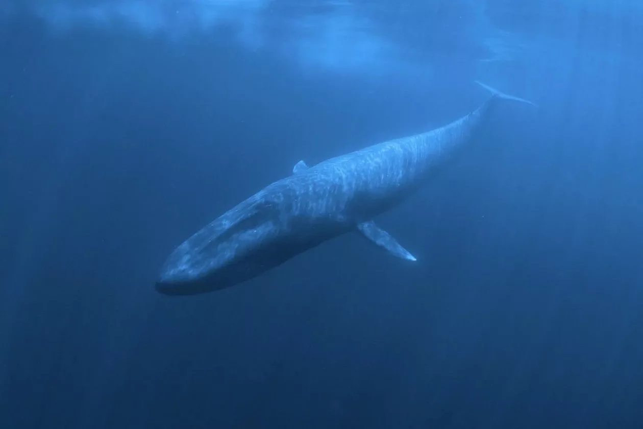 Whale4