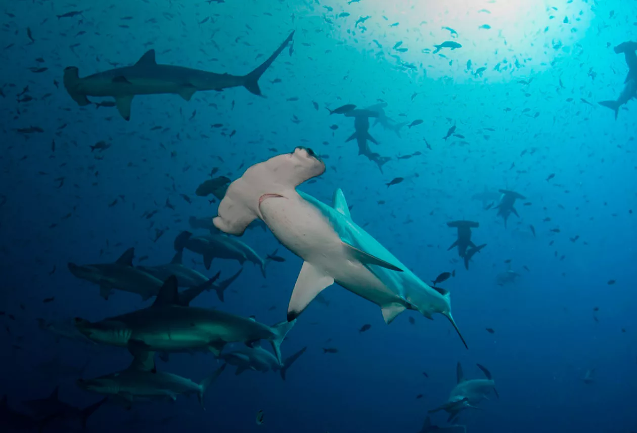 Galapagos Luxury Expeditions 3