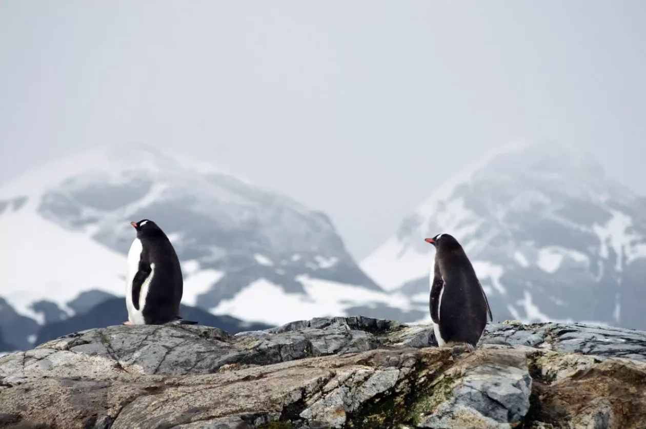 ANTARCTICA OPEN MCENROE TENNIS CRUISE 2