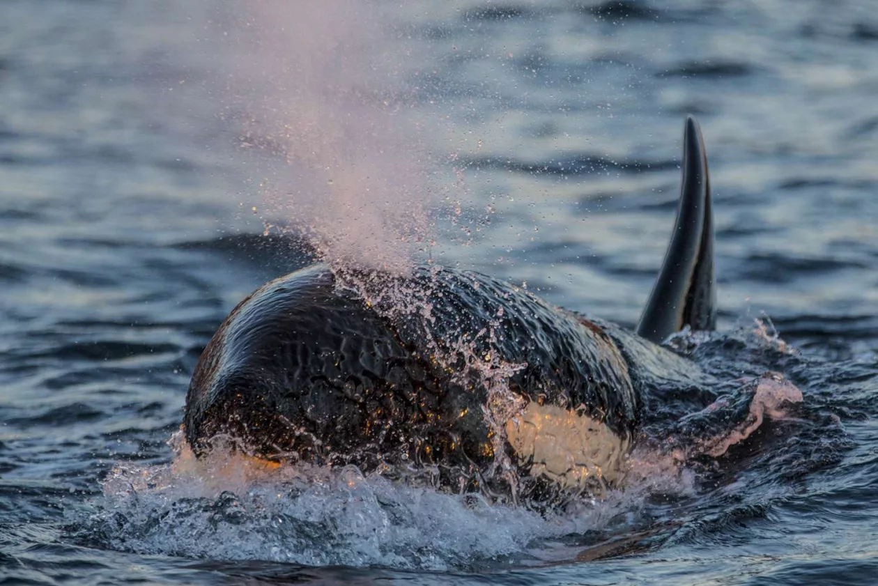 Paul Nicklen Photography 1