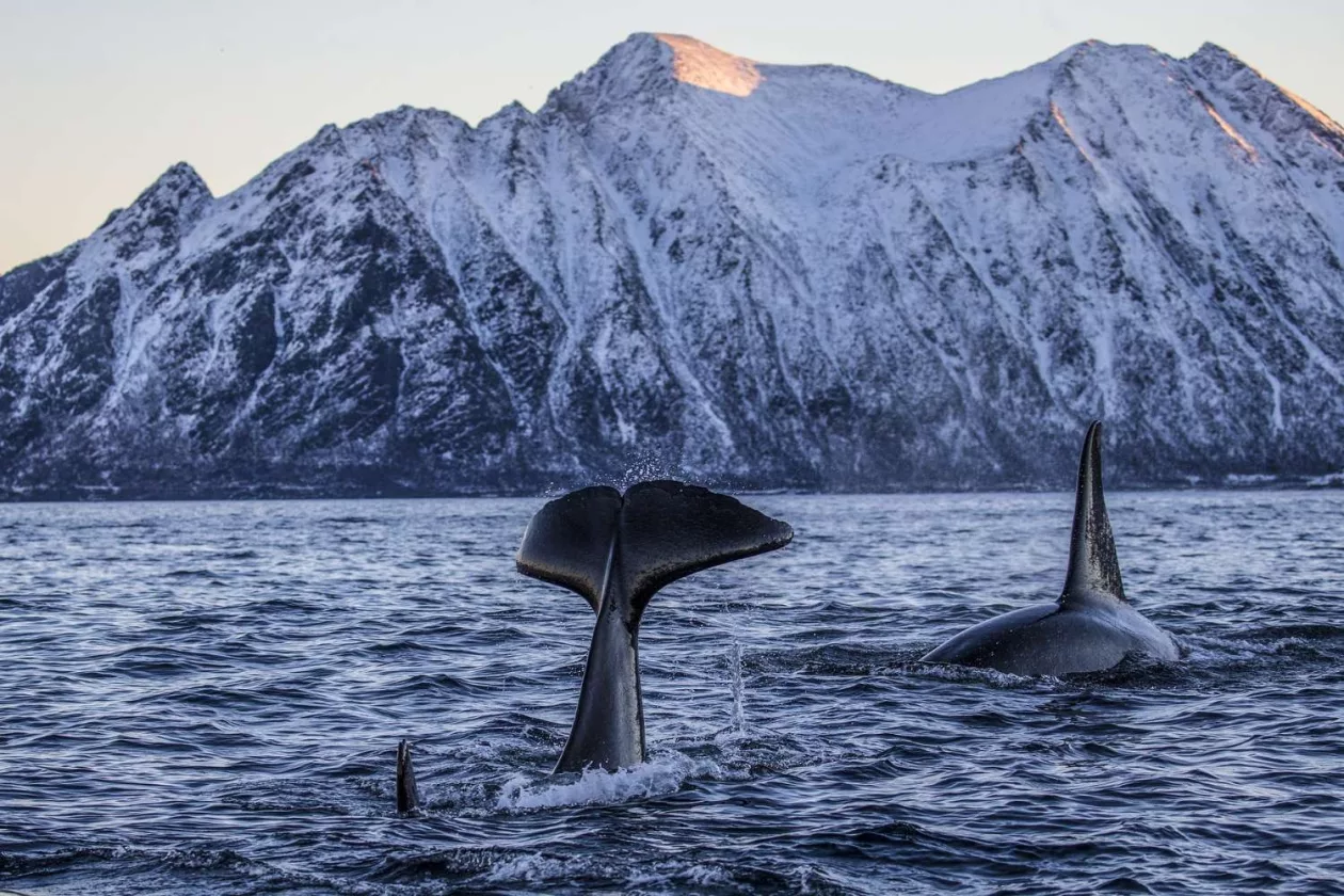 Paul Nicklen Photography 2