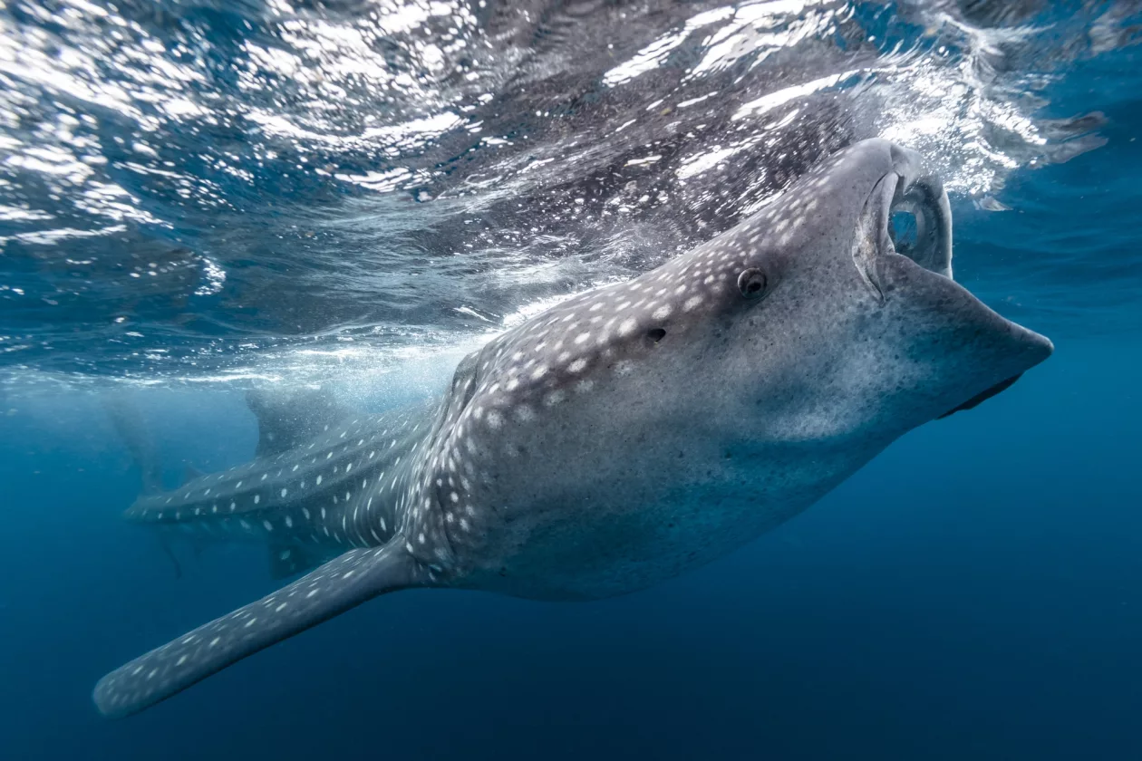 Paul Nicklen Photography 3