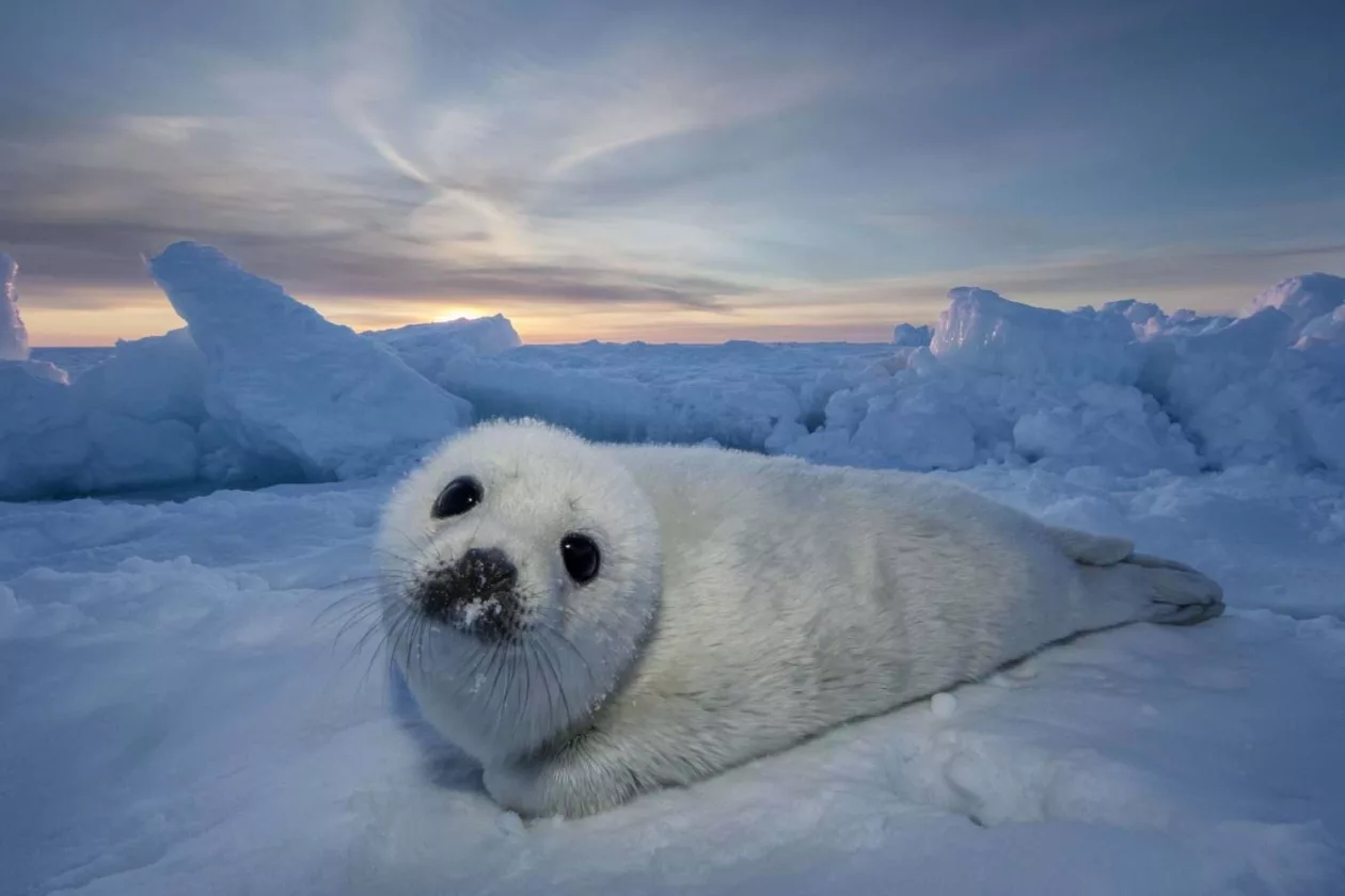 Paul Nicklen Photography 4