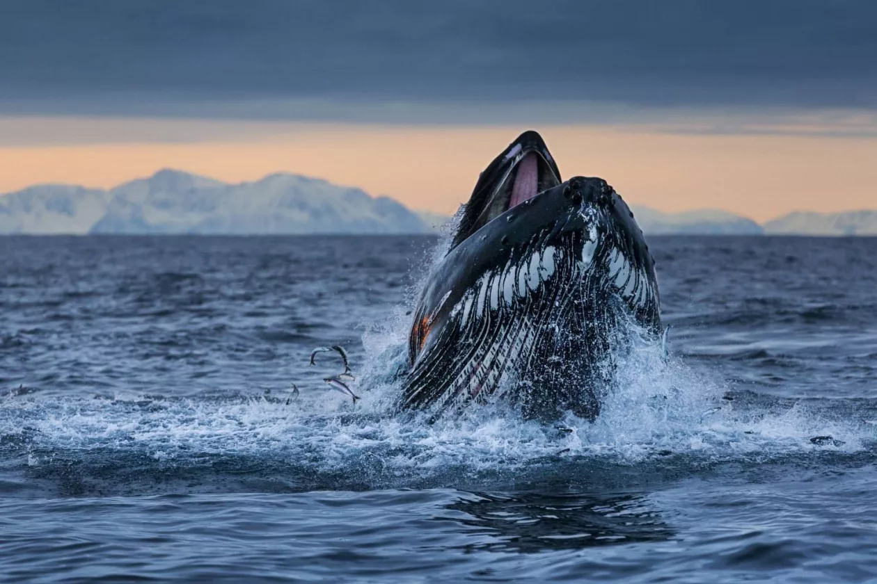 Paul Nicklen Photography 5