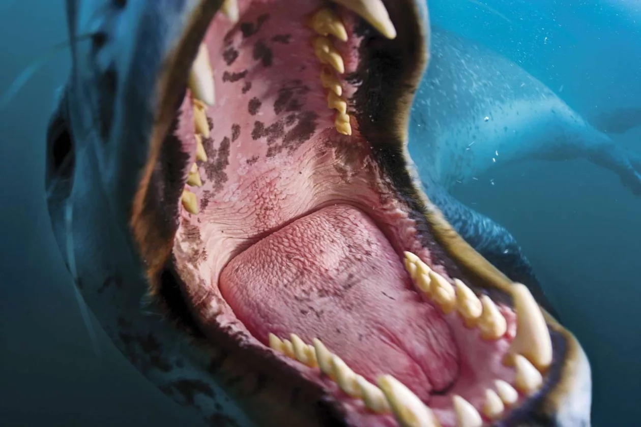 Paul Nicklen Photography 6