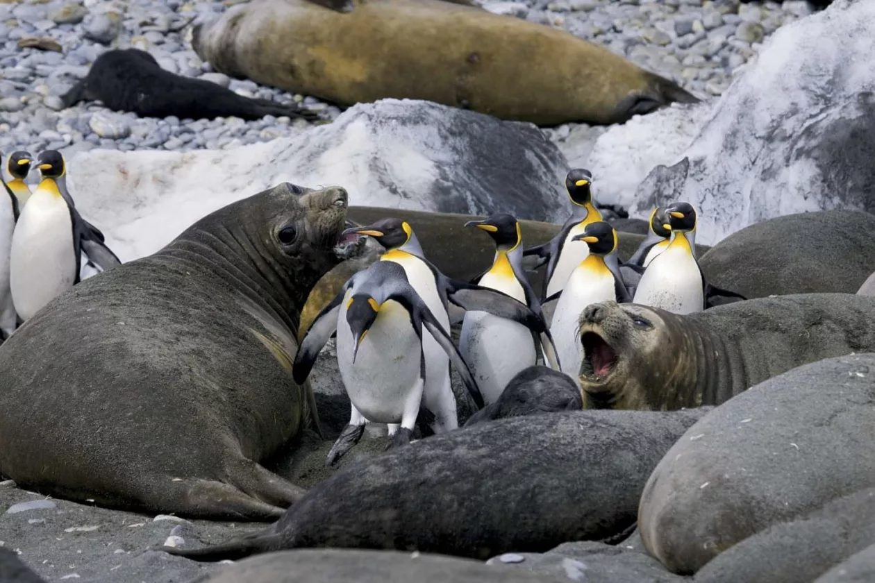 Paul Nicklen Photography 7