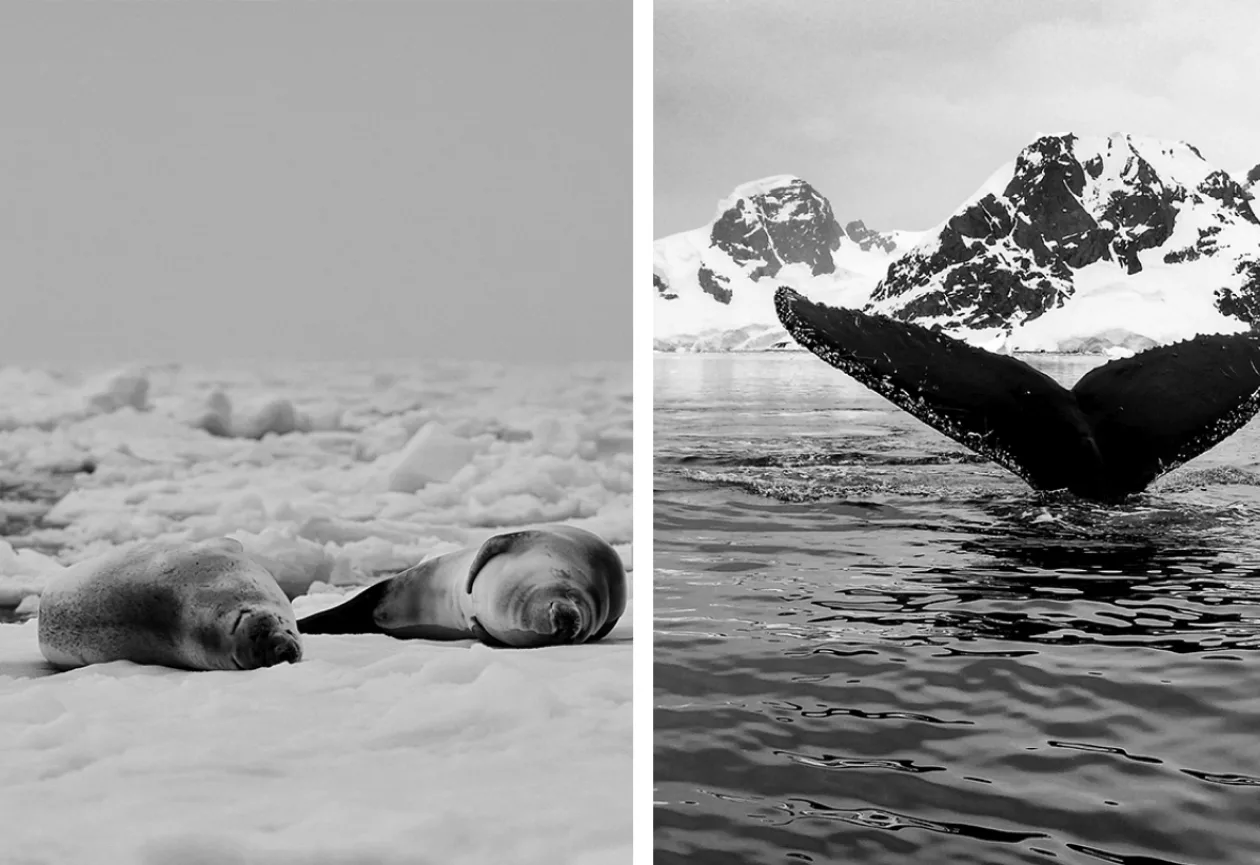 SHACKLETON SHIPWRECK ANTARCTIC EXPEDITION 3