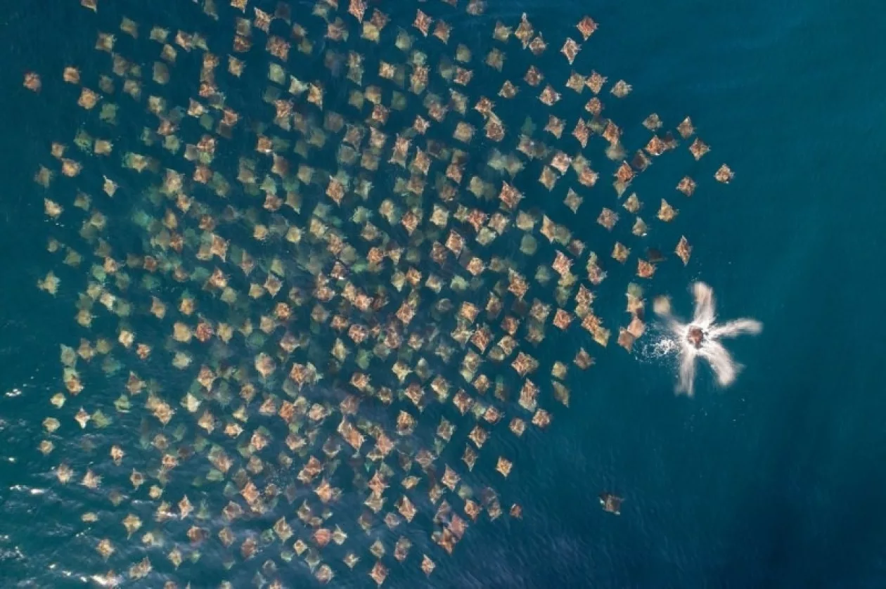 Drone photo award 2020 9