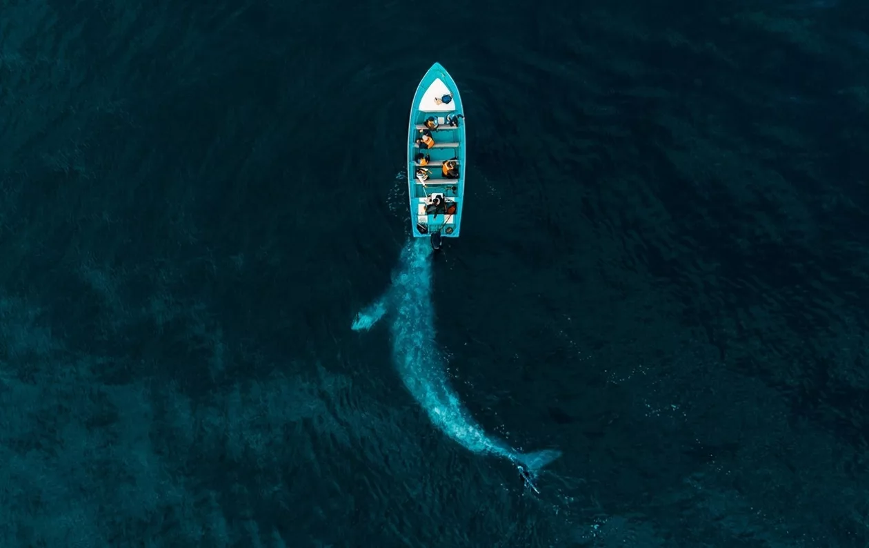 Drone photo award 2020 8