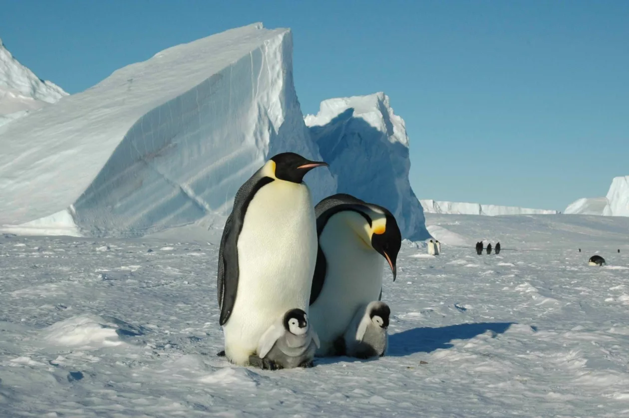Ultimate antarctica 8