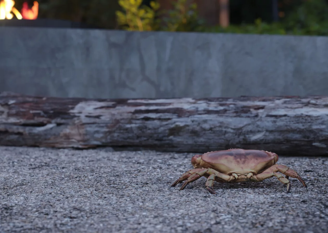 Surly Crab 4