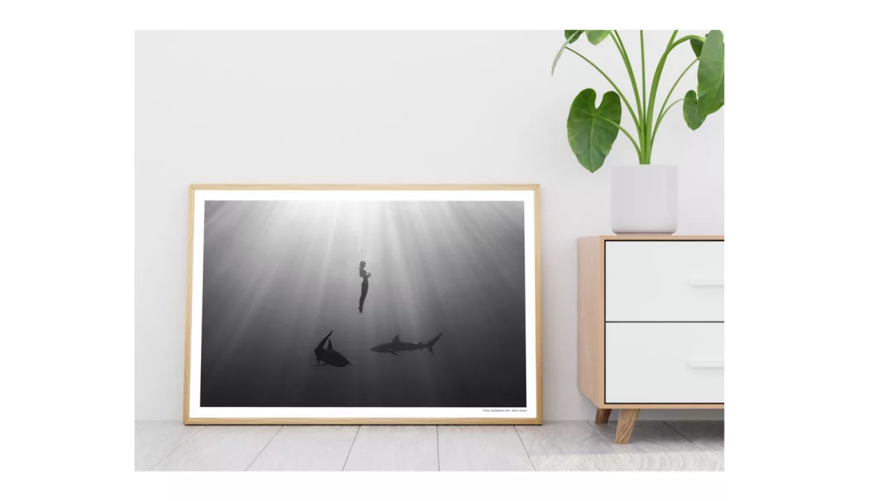 Sharks1