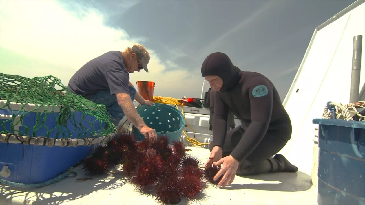 Sea urchin 1