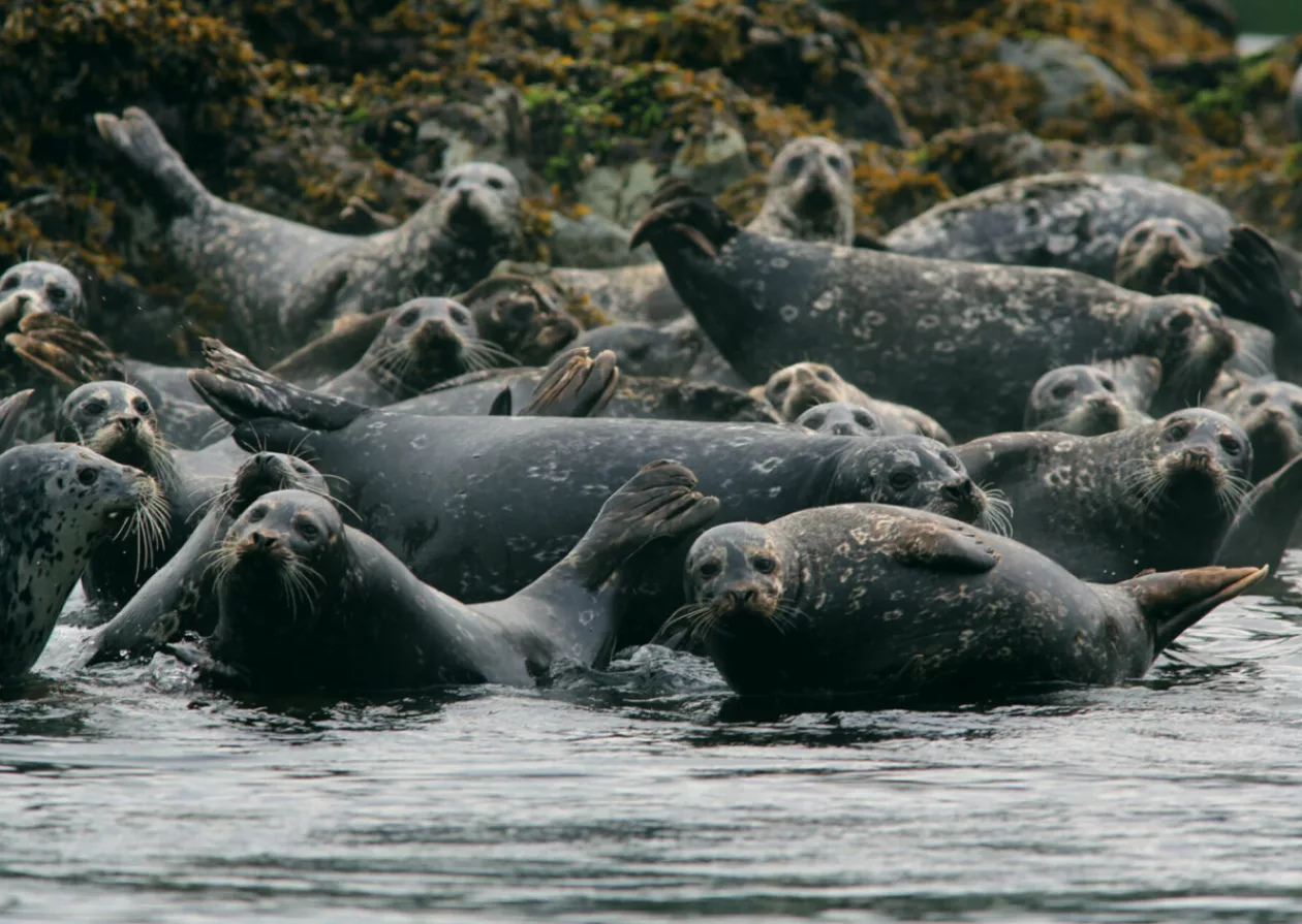 The Arctic Horizon A Journey to Discover the Beauty of the Arctic 8