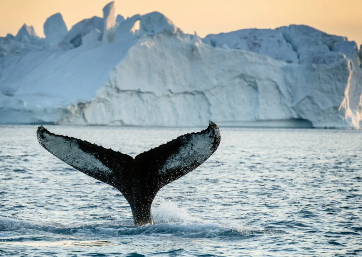 The Arctic Horizon A Journey to Discover the Beauty of the Arctic 11